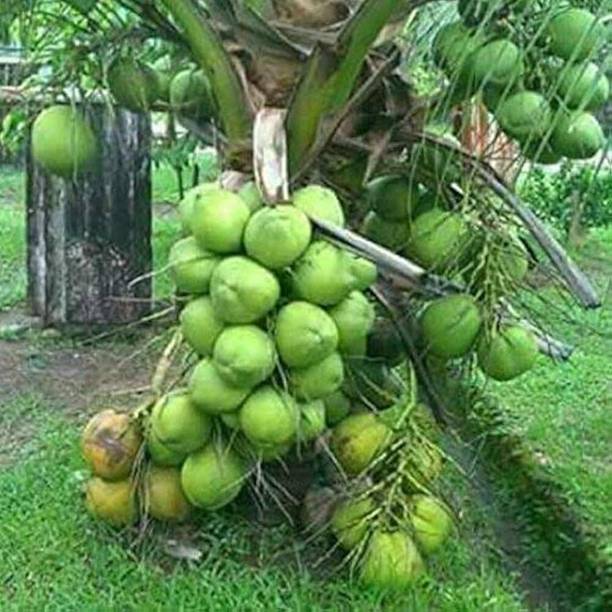 Najmul Coconut Plant