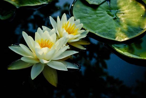 RudraECOM Lily Plant