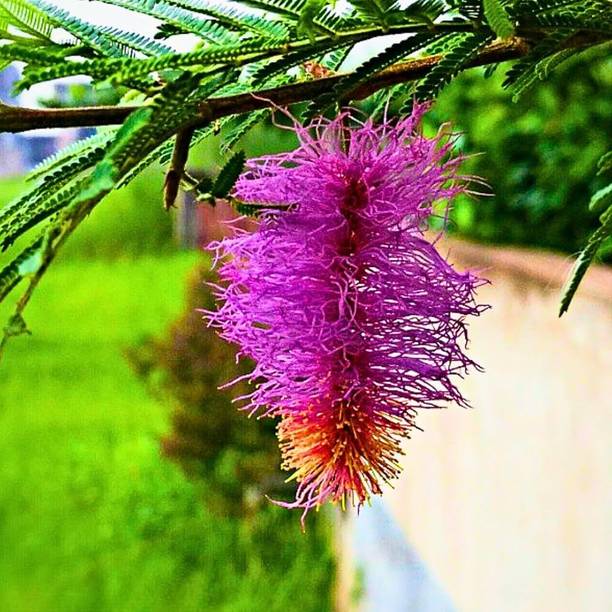 GardenGlow Shami/Jand Plant
