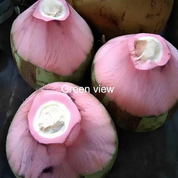 Green view Coconut Plant