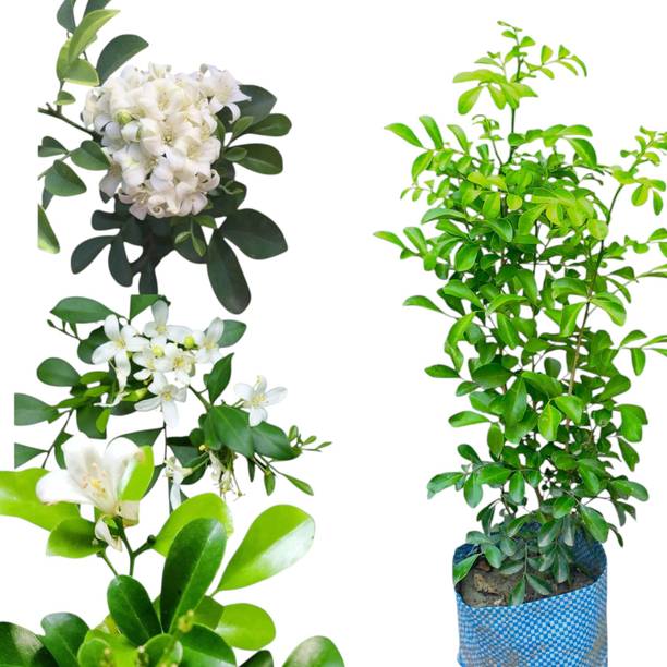 DEY CRAFT Madhu Kamini Plant