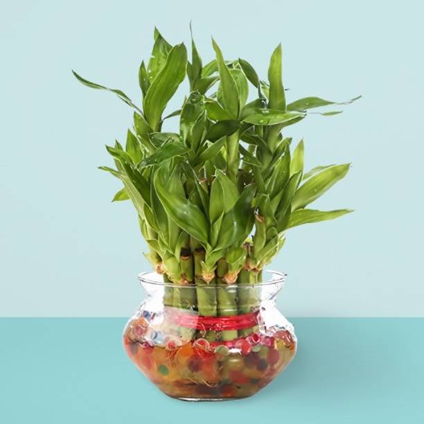 Flipkart SmartBuy Two Layer Bamboo Plant