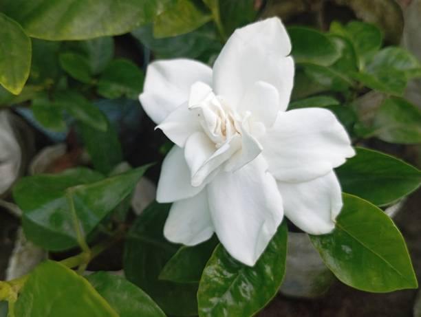 GANDHARAJ Jasmine Plant
