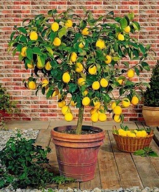 Cloud Farm Lemon Plant