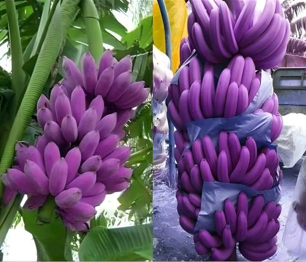 ALOCHUZ Banana Plant