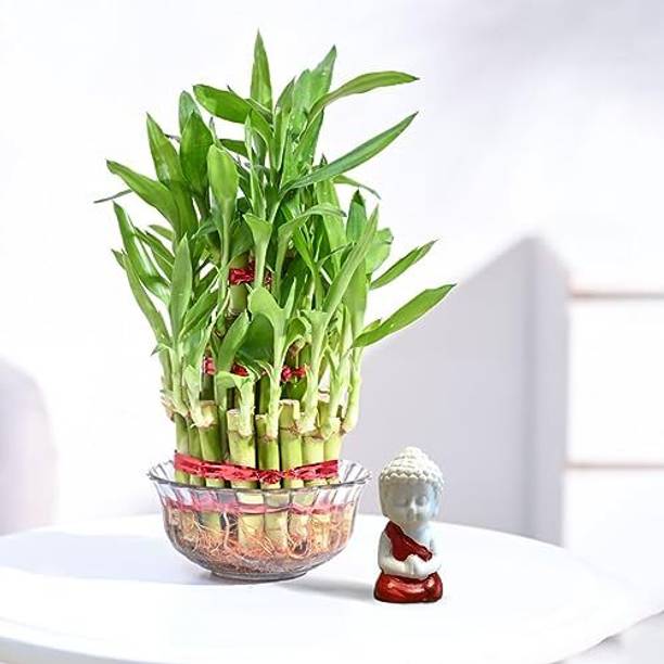 UGAOO Three Layer Bamboo Plant