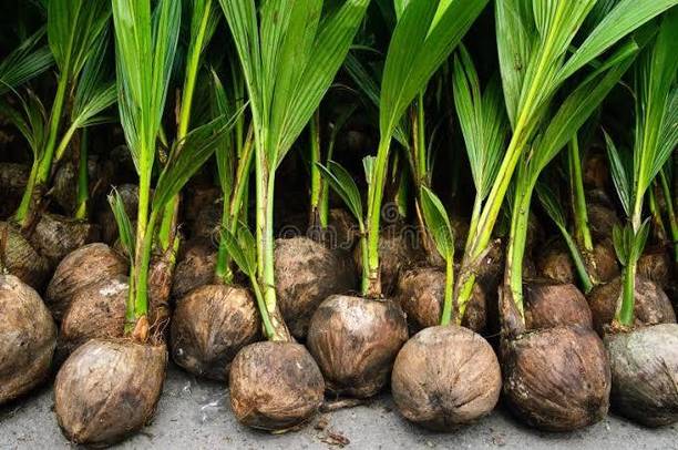PlantsCorner Coconut Plant