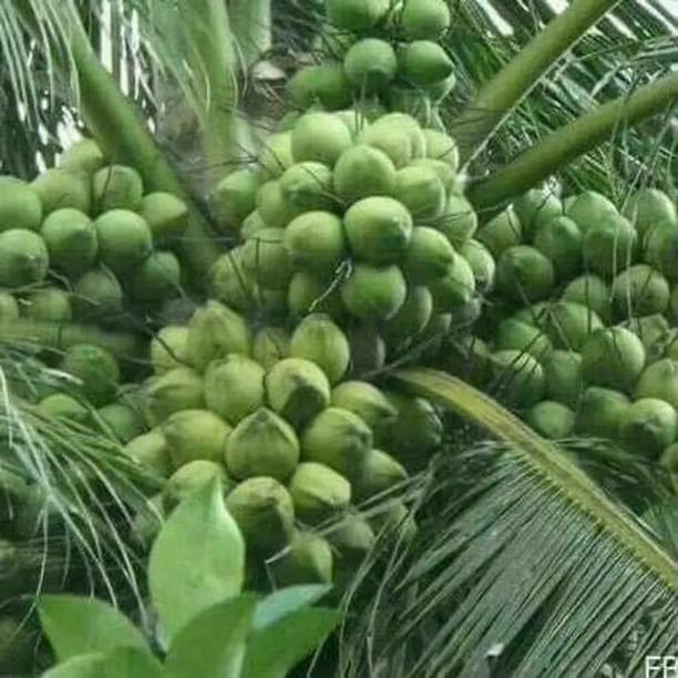 क्लाउड फार्म नारियल का पौधा पौधा