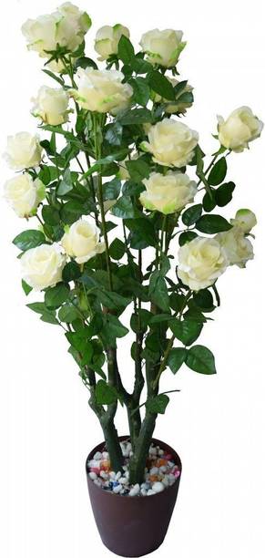Wrenna Rose Plant