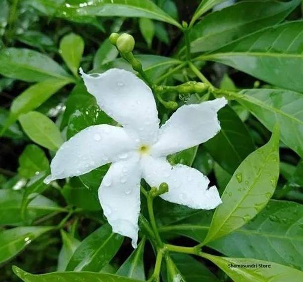 SHREYAGREEN Jasmine Plant
