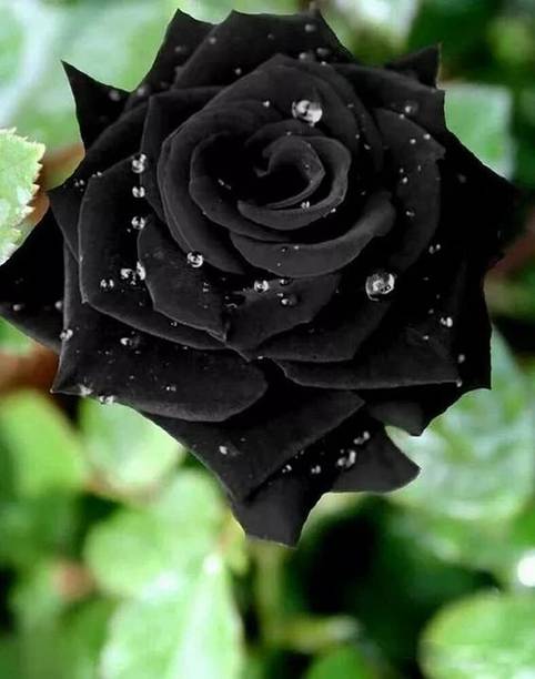 fuegoasiss Rose Plant