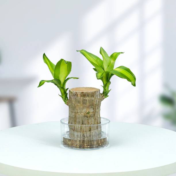 ग्रीनगलक्सी ब्राज़ीलियन वुड पौधा