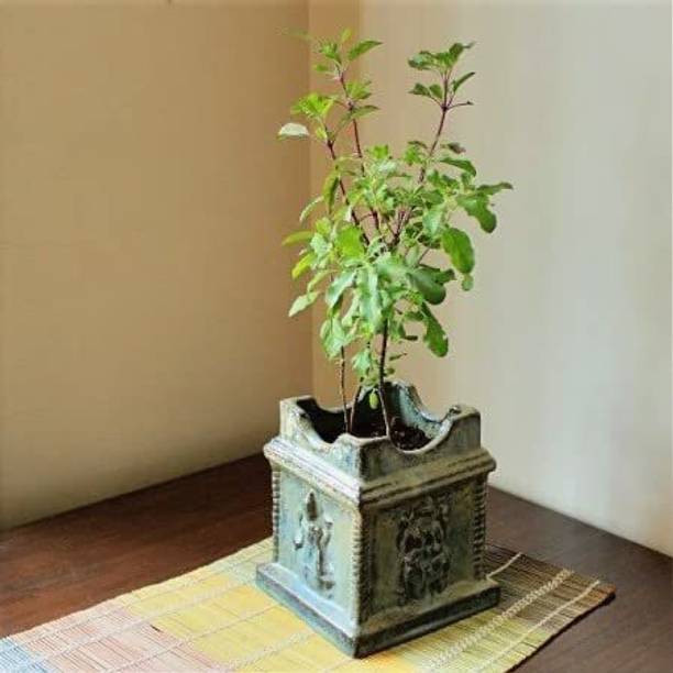 My Dream Nursery Tulsi Plant