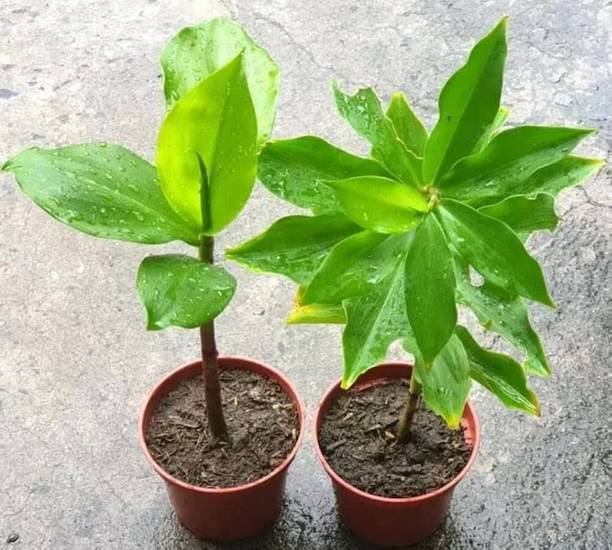 Aaranyaa enterprises Insulin Plant