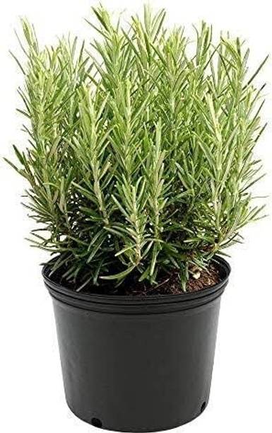 SKDIYA Rosemary Herb Plant