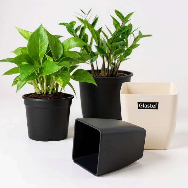 Glastel Money Plant, ZZ Plant