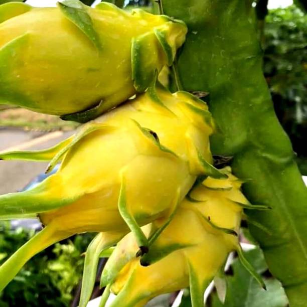 NATURE ECOSPROUT Dragon Tree