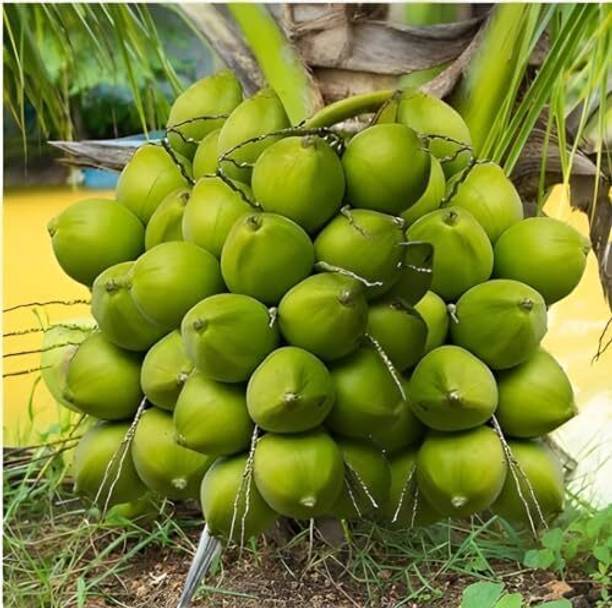EDEN OF EARTH Coconut Plant