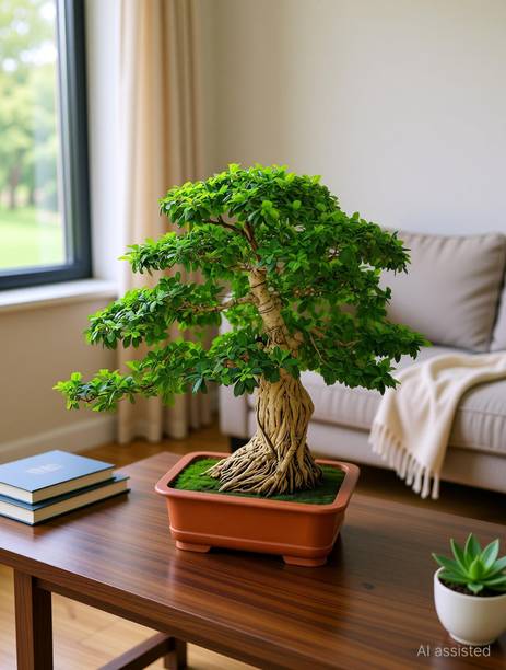 RudraECOM Ficus Plant
