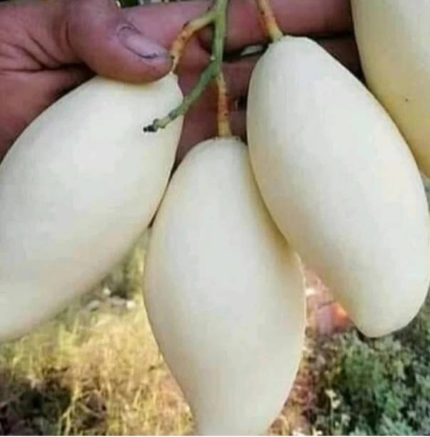 china thai whitemango Mango Plant