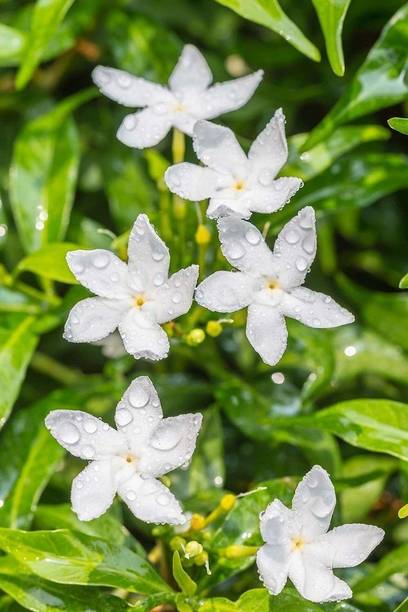Rozaliya Jasmine Plant