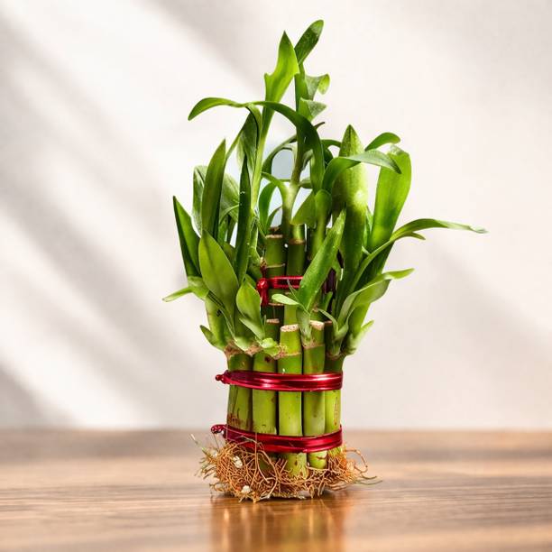 Gachera Two Layer Bamboo Plant, Lucky Bamboo Plant