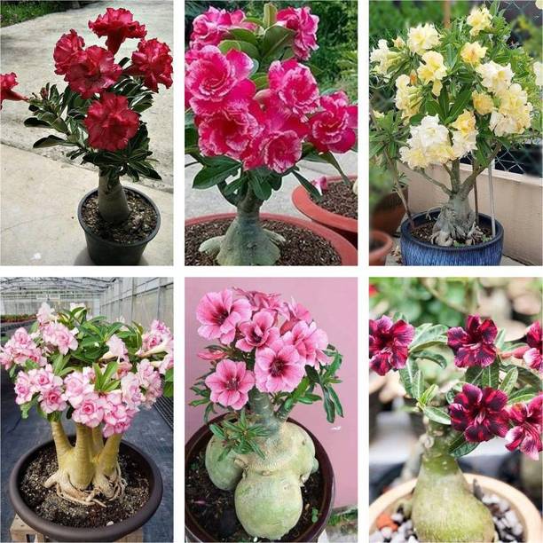 Cloud Farm Adenium Plant