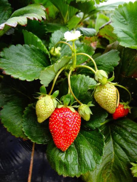 SUMANTPLANTSTOR Strawberry Plant
