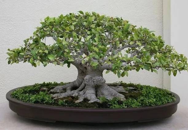 greenhousestore ZZ Plant