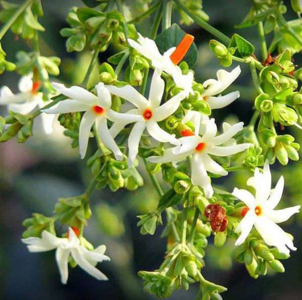 MSPMAKE Parijat/Harsingar Plant