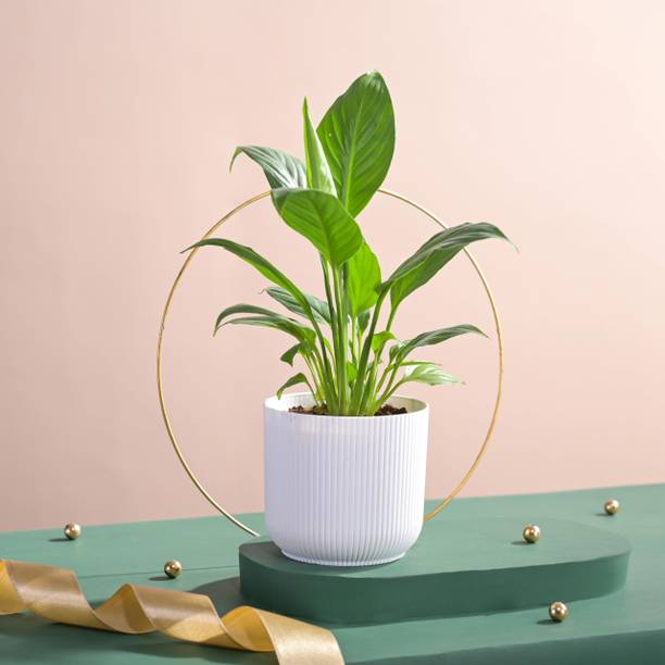 UGAOO Peace Lily Plant