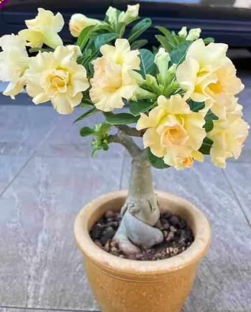 GreenGrowth Adenium Plant