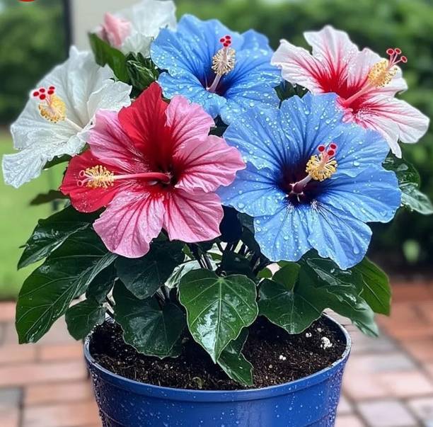 ग्रीन ग्रोथ हिबिस्कस प्लांट पौधा