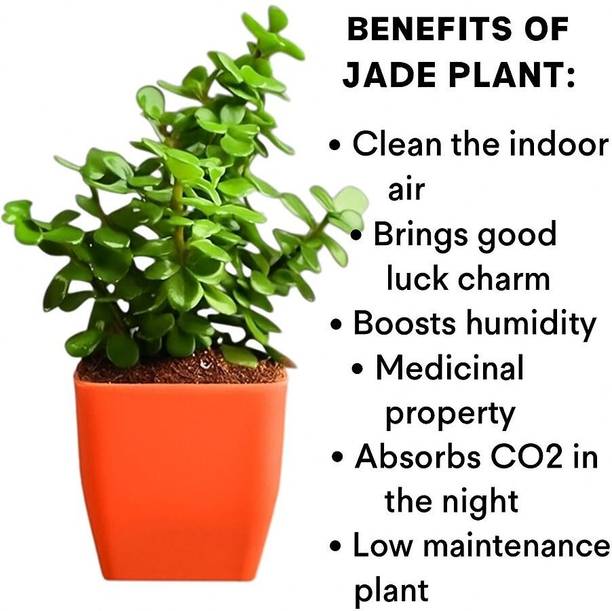 js traders Jade Plant