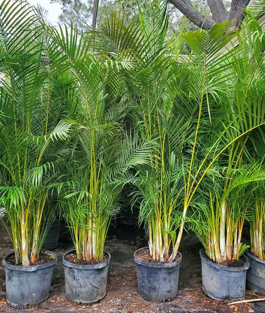 Dm flower garden Areca Palm