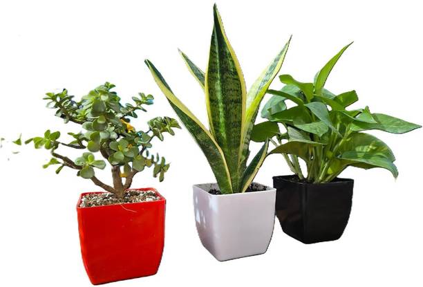 HARITGRAH Jade Plant, Snake Plant, Money Plant