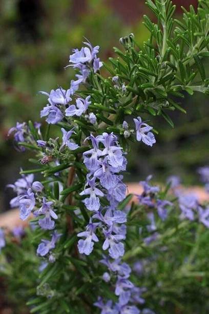 PetalPath Rosemary Plant