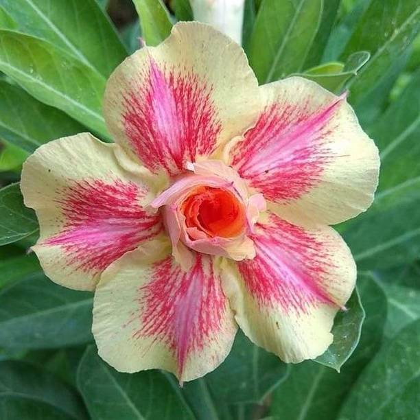 SHREYAGREEN Adenium Plant