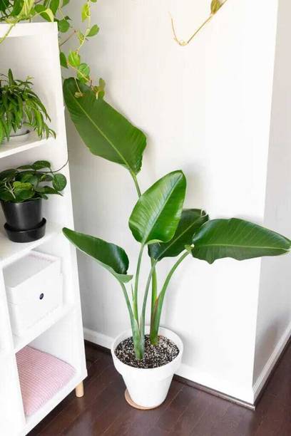 Cloud Farm Paradise Tree Plant