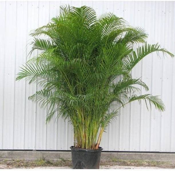 Cloud Farm Areca Palm