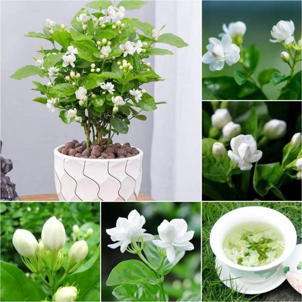 Cloud Farm Jasmine Plant