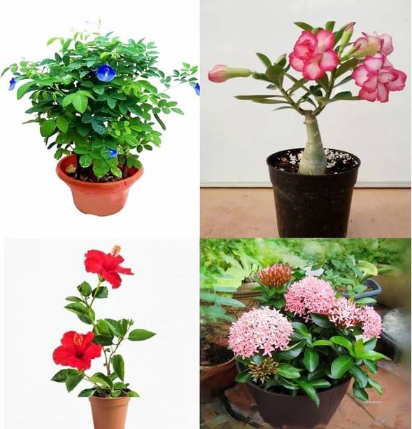 KNursery Adenium Plant