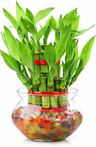 JESAA GREENS Bamboo Palm Plant