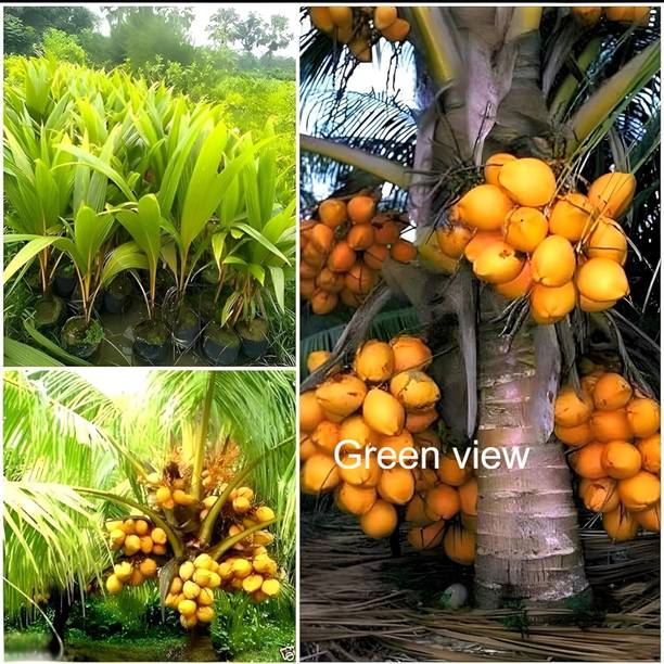 Green view Coconut Plant