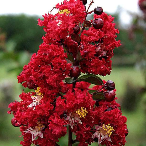 Cloud Farm Jasmine Plant