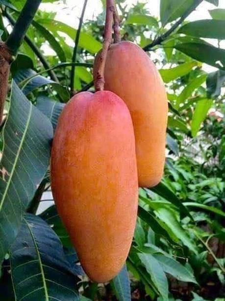 AAM Mango Plant