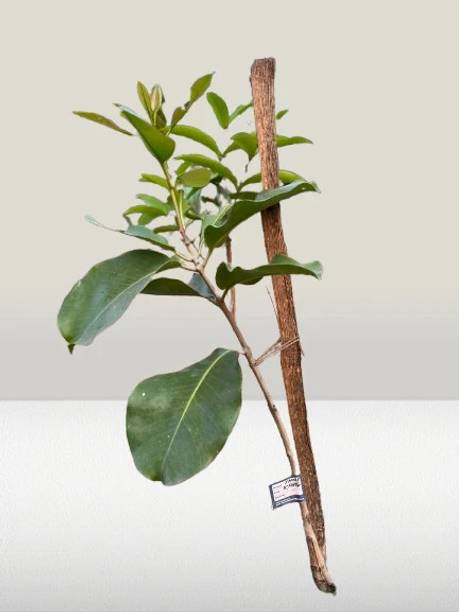 PetalPath Jamun Plant
