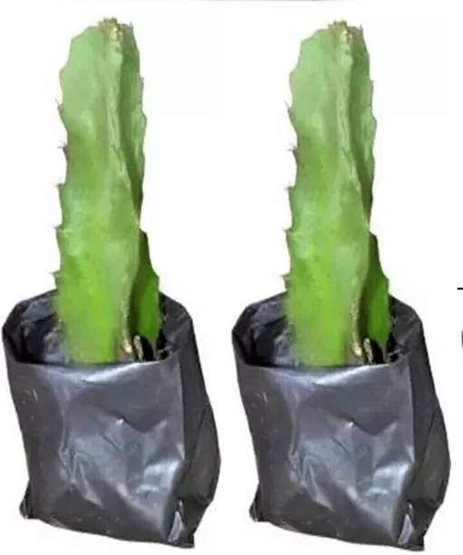 RAINBOWRAGA Dragon Tree