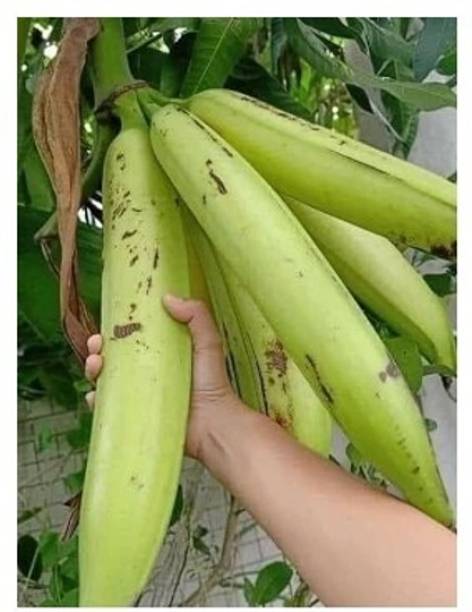 Treeicks Banana Plant