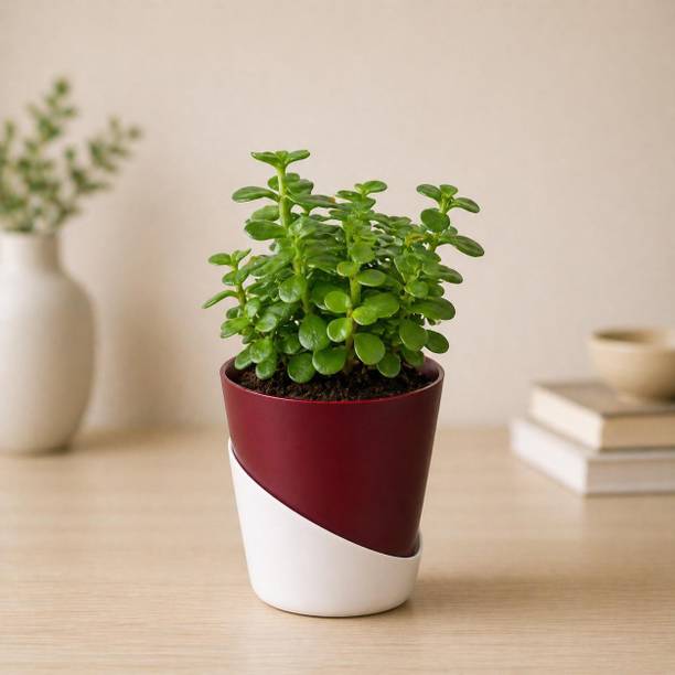 MGF Jade Plant